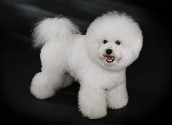 Bichon patatine fritte