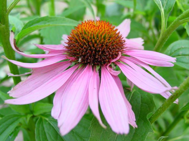 L'Echinacea per il raffreddore può aiutare, rafforzare l'immunità e può non avere alcun effetto sul corpo. 