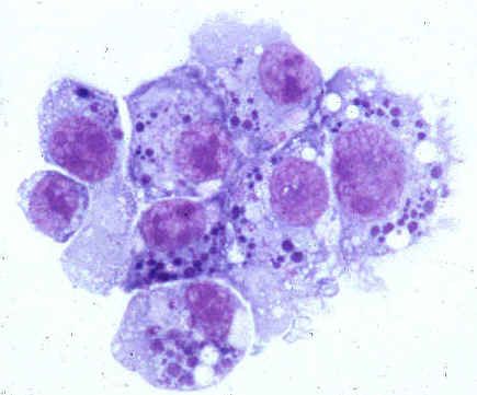 Agenti patogeni di anaplasmosi umana (famiglia Anaplasmataceae)