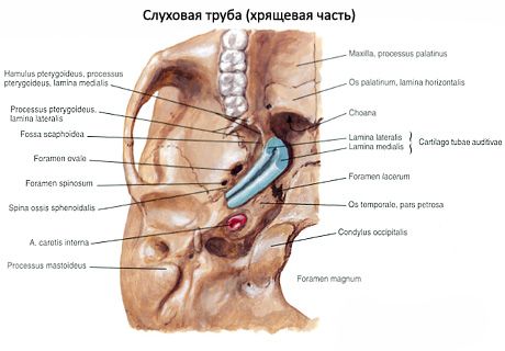 Tromba uditiva (eustachiana)