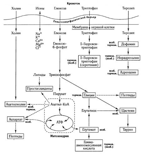 Le vie dello scambio di mediatori e il ruolo della barriera emato-encefalica nel metabolismo (in: Shepherd, 1987)