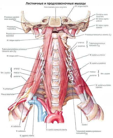 Muscoli del collo profondo
