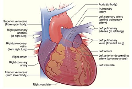 I gas di scarico puliscono le arterie bloccate