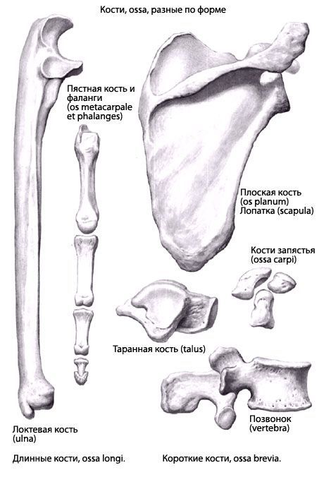 Tipi di ossa