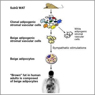 Le cellule grasse beige aiuteranno nella lotta contro l'obesità