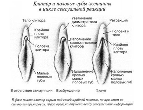 Clitoride durante il rapporto sessuale