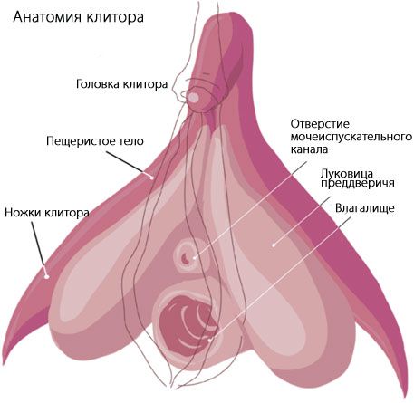 Anatomia del clitoride