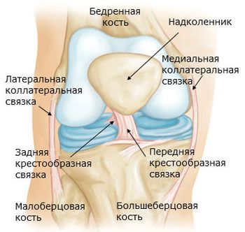 Articolazione del ginocchio