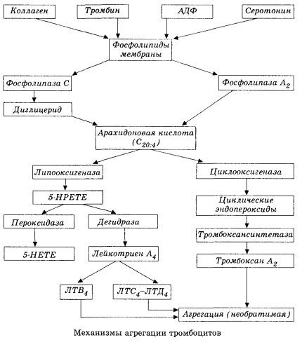 La fase iniziale dell'ematocoagulazione e il meccanismo dell'omeostasi dell'emocoagulazione locale