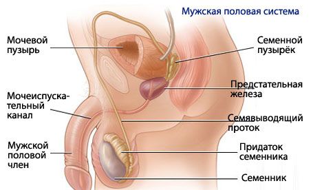 Anatomia e fisiologia del sistema riproduttivo maschile