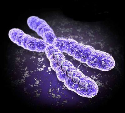 La causa dell'emicrania è la mutazione del cromosoma X.