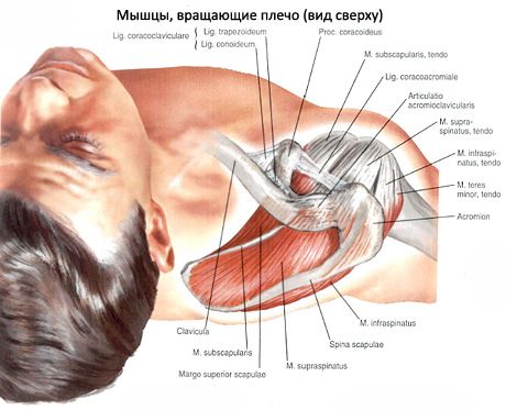 Muscoli muscolari e subaffilati