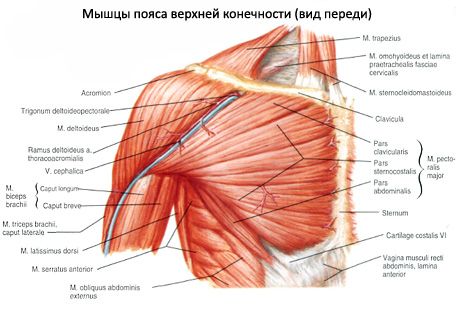 Muscoli del seno