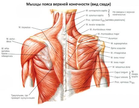 Muscoli della cintura della spalla