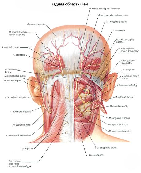 Muscoli del collo nasale