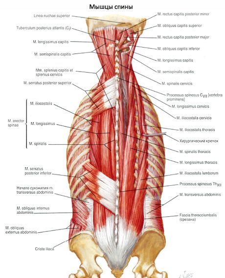 Muscolo, raddrizzando la colonna vertebrale