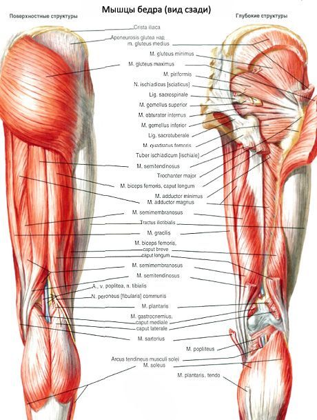 Muscoli dell'anca