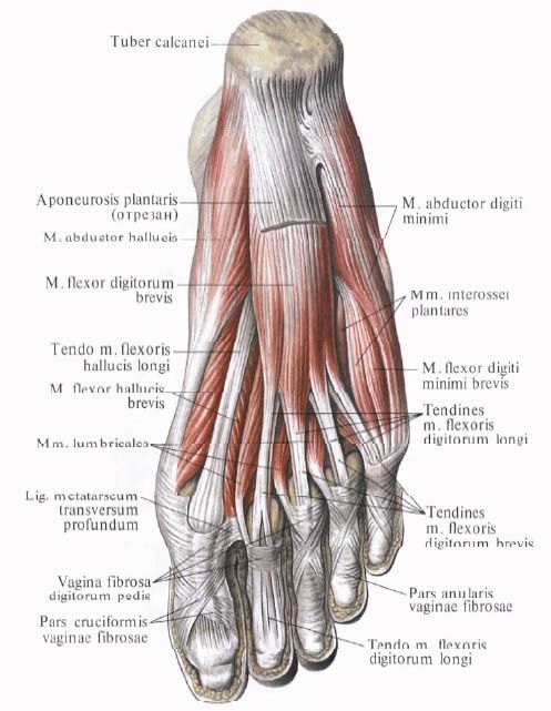 Muscoli del piede