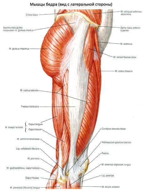 Muscoli del bacino (muscoli della cintura pelvica)