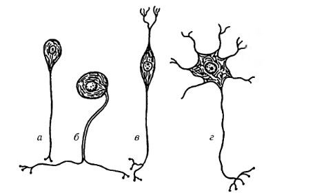 Tipi di cellule nervose