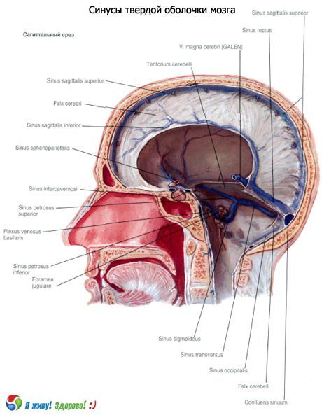 Seni (seni) della membrana solida del cervello