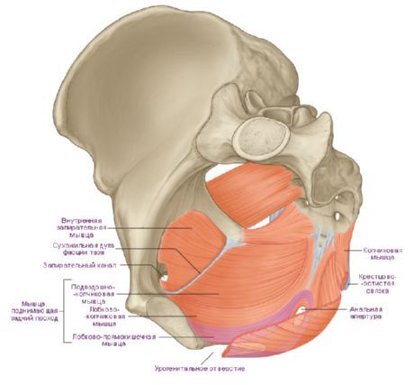 Muscoli del diaframma del bacino
