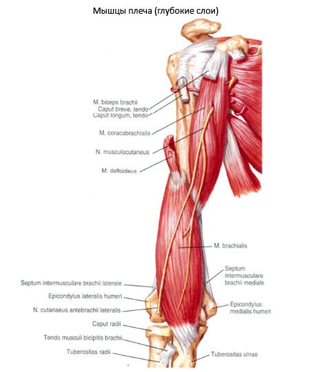 Muscolo della spalla
