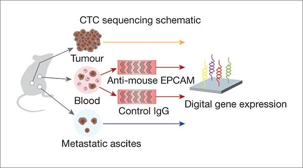 Gli scienziati sono arrivati a una cura completa per il cancro del pancreas