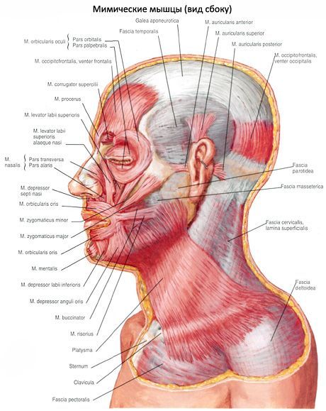 Il muscolo sottocutaneo del collo (platisma)