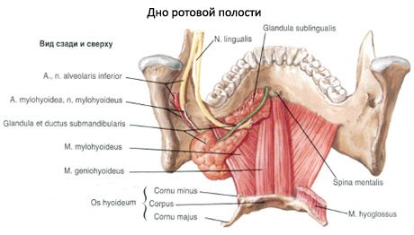 Cavità orale