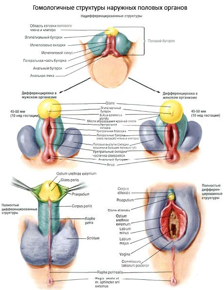 Strutture omologhe degli organi genitali esterni