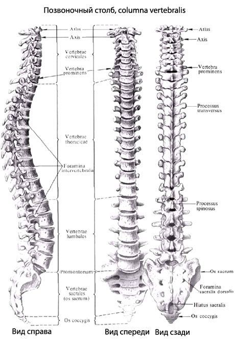Colonna vertebrale (colonna vertebrale)