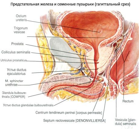Prostata (ghiandola prostatica)