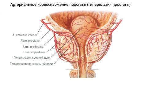 Vasi e nervi della prostata