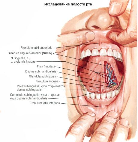 Cavità orale