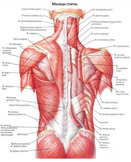 Il muscolo posteriore più largo
