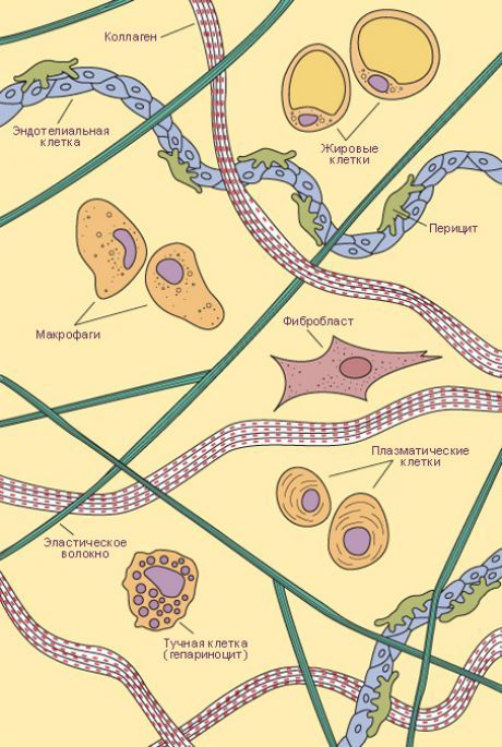 Tessuto connettivo  Tipi di cellule e fibre di tessuto connettivo lasso