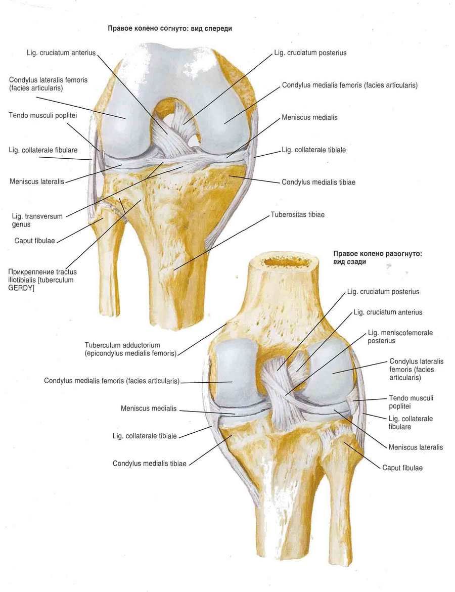 Legamenti dell'articolazione del ginocchio