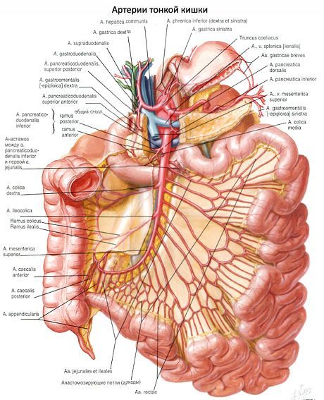 Arterie dell'intestino tenue