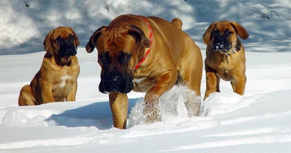 Mastino sudafricano o Boerboel