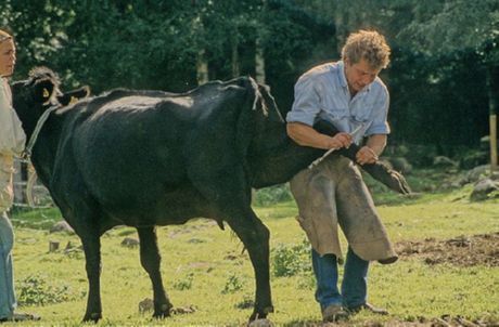 Maestro di pedicure per le mucche