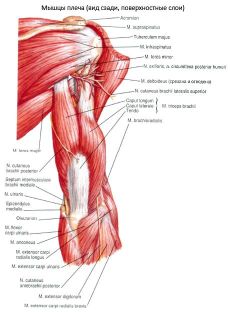 Muscoli della spalla