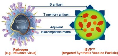 Un vaccino sintetico complesso basato su molecole di DNA