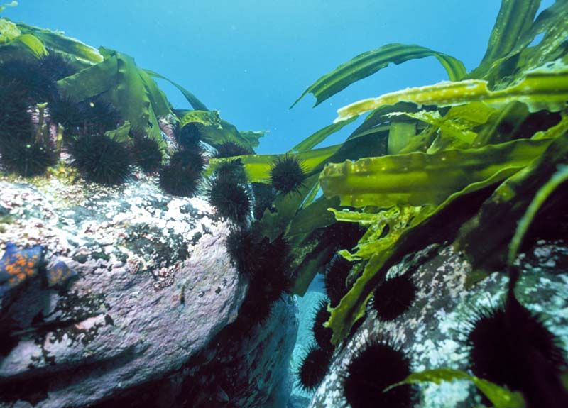 Se ripristiniamo la popolazione delle lontre marine, allora, a loro volta, ridurranno il numero di ricci di mare, il che significa che la laminaria diventerà più grande.