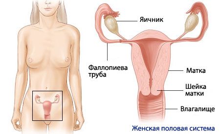Anatomia e fisiologia del sistema riproduttivo femminile