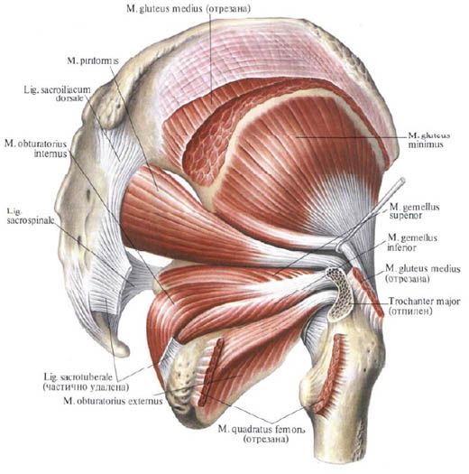 Muscoli glutei (muscoli glutei mediali)