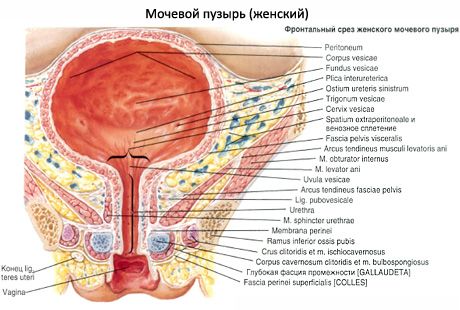 Uretra femminile, uretra femminile