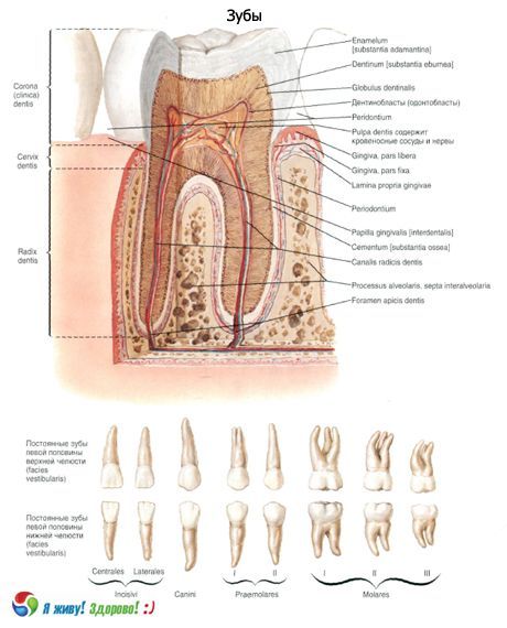 Denti.  Struttura del dente