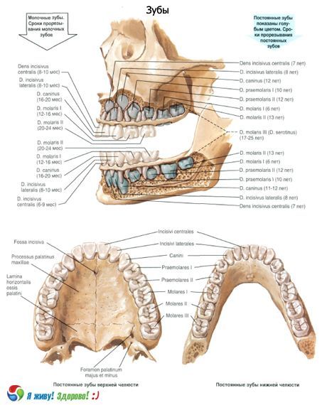 Denti.  Struttura del dente